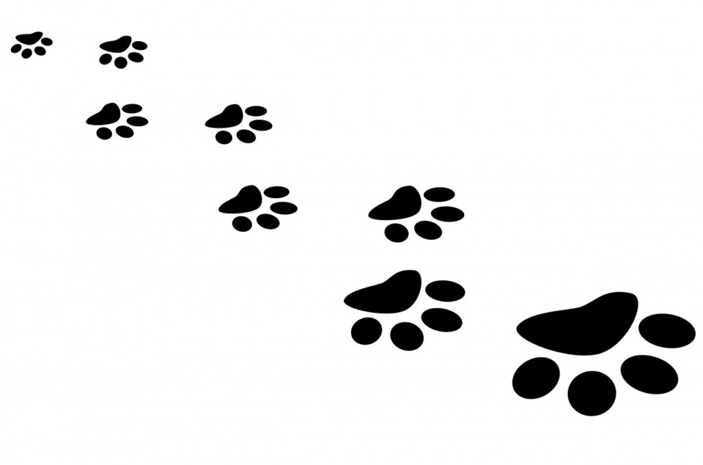 paw, print, cat-163683.jpg